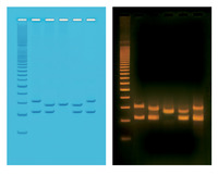 PCR-based VNTR Human DNA Typing Kit