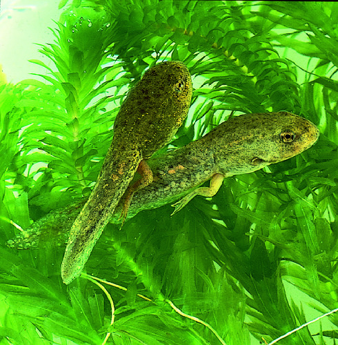 LM BULLFROG TADPOLES PK/3