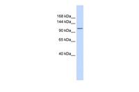 Anti-ATP2B3 Rabbit Polyclonal Antibody