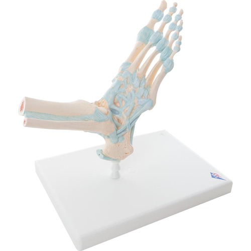 Model Foot Skeleton 23 x 18 x 30 cm