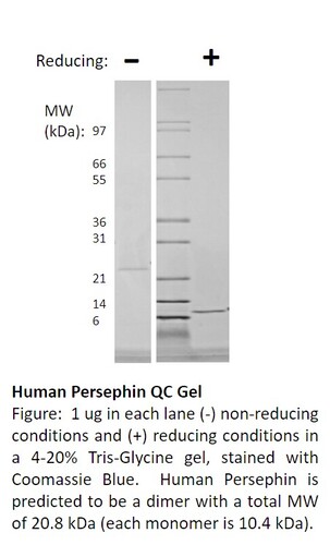 Human Recombinant Persephin (from <i>E. coli</i>)