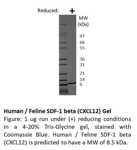 Human Recombinant SDF-1beta / CXCL12 (from <i>E. coli</i>)