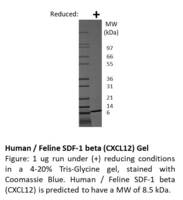 Human Recombinant SDF-1beta / CXCL12 (from E. coli)