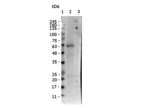 Nuclear receptor ROR gamma pS203 Polyclonal Antibody 25UL