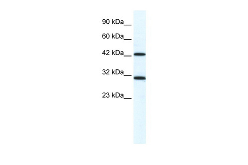 DDX39 Antibody