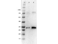 Anti-PDCD4 Rabbit Polyclonal Antibody