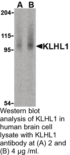 Antibody KLHL1 0.1MG