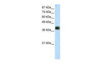 Anti-ZSCAN16 Rabbit Polyclonal Antibody