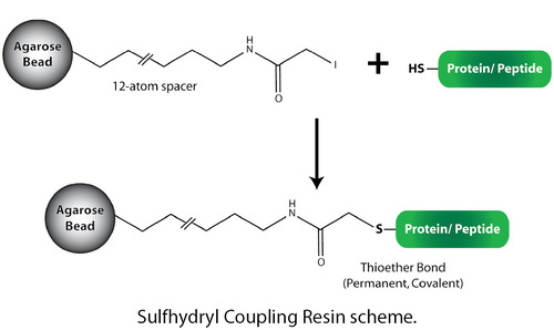 Sulfhydryl Coupling Resin for Antibody Purification, G-Biosciences