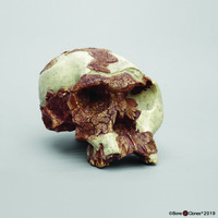 Bone Clones® Homo habilis Cranium OH 24