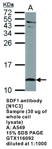 Rabbit Polyclonal antibody to SDF1 (chemokine (C-X-C motif) ligand 12)
