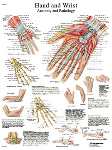 3B Scientific® Hand And Wrist Chart | Charts