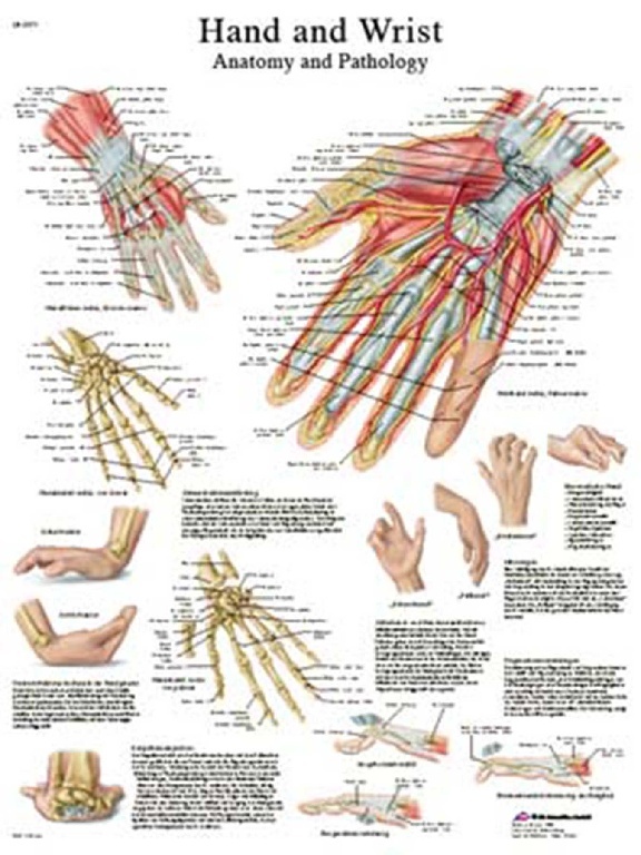 3B Scientific® Hand And Wrist Chart | Charts