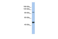 Anti-RBL1 Rabbit Polyclonal Antibody
