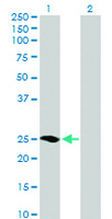 Anti-MRAS Mouse Polyclonal Antibody