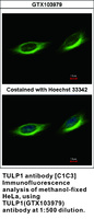 Anti-TULP1 Rabbit Polyclonal Antibody