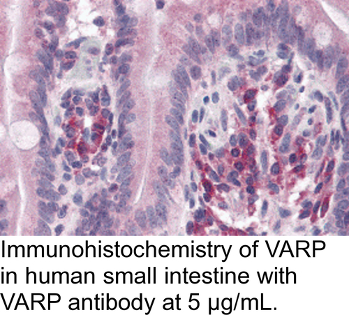 Antibody VARP 0.1MG