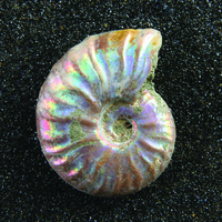 Ammonites (Iridescent)