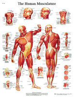 3B Scientific® Anatomical Chart: Muscular System