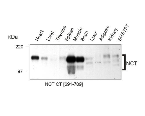 Antibody