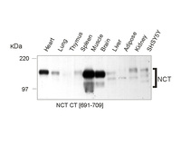 Anti-Nicastrin, C-terminal domain Rabbit Polyclonal Antibody