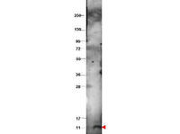 Anti-CXCL10 Rabbit Polyclonal Antibody