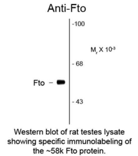 FTO ( Fat mass and obesity related protein) Antibody