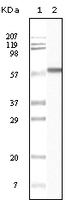 Anti-CSNK1A1 Mouse Monoclonal Antibody [clone: 3C10F7 / 3C10G5 / PMC01 / 4D12B3]