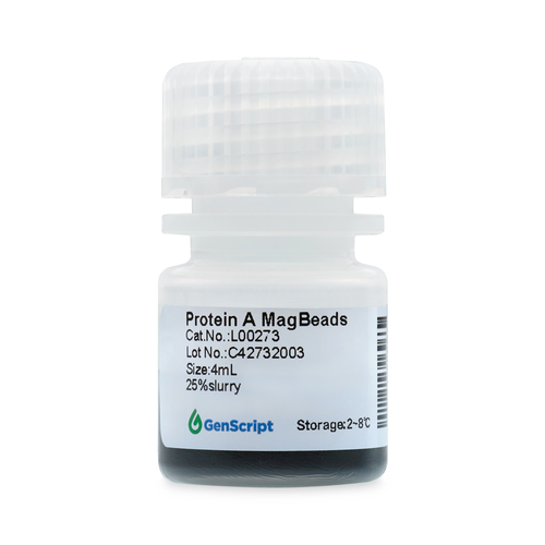 GenScript® Magnetic Beads for Protein and Antibody Purification