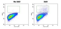 Bucculite™ Flow Cytometric XdU Cell Proliferation Assay Kit
