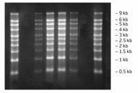 Reliant Precast RNA Minigels, Lonza