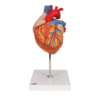 3B Scientific® Giant Heart