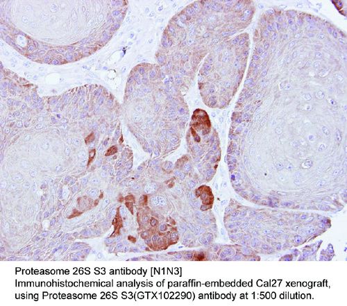 Rabbit Polyclonal antibody to Proteasome 26S S3