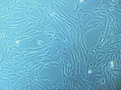 Primary Human Skeletal Muscle Cells (SkMC), PromoCell