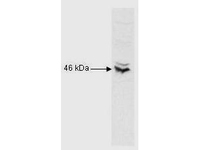 Anti-RFX5 Rabbit Polyclonal Antibody