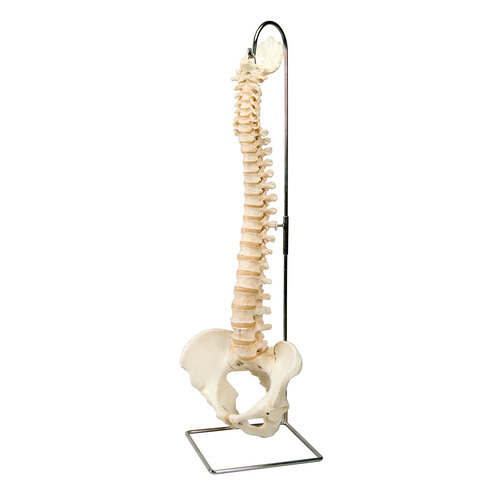 Model Bonelike Spine