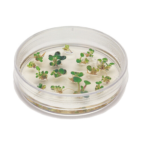 INTRODUCTION TO PLANT CELL CULTURE