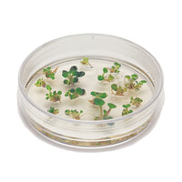 Edvotek Introduction to Plant Cell Culture Kit