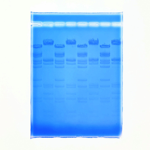 STAIN ELECTROPHOR QUICKVIEW DNA 60 ML