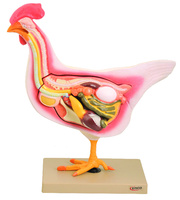 Eisco® Chicken Models