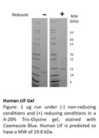 Human Recombinant LIF (from E. coli)