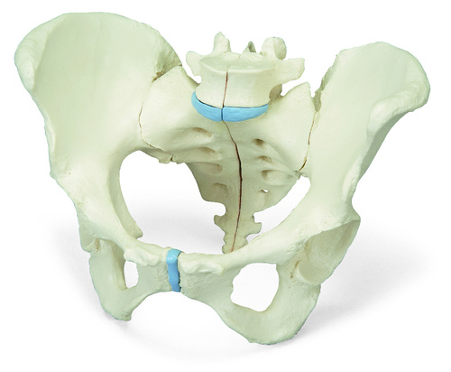 3B Scientific® Female Pelvis Models | Human Biology Models