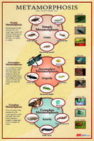Ward's® Insect Metamorphosis Poster