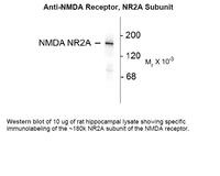 Anti-GRIN2A Rabbit Polyclonal Antibody