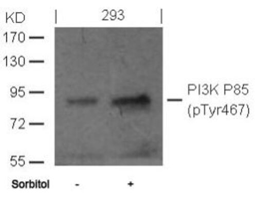 PI3K P85 (phospho Tyr467) Antibody