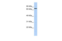 Anti-KLHL5 Rabbit Polyclonal Antibody