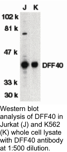 Antibody DFF40 0.1MG