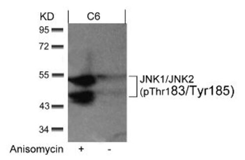 JNK1 / JNK2 (phospho Thr183 / Tyr185) Antibody