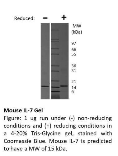 Mouse Recombinant IL-7 (from <i>E. coli</i>)