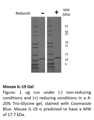 Mouse Recombinant IL-19 (from <i>E. coli</i>)